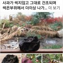 [자연의 선물] 썩지않고 마르는 사과 이미지