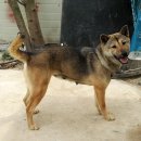 백호켄넬 이미지