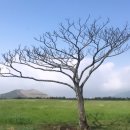 쉬리목장 이미지