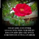 샬롬 Daum카페