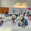 애틋하개 이미지