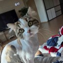 꽃길 걷는 고양이 이미지