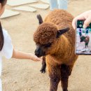 알파카월드 이미지