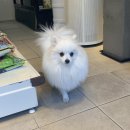 백조미용타운 | 츄츄살롱(부산애견미용/부산북구애견미용/덕천애견미용/포메미용/포메물개컷/포메전체가위컷/포메배넷...