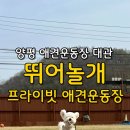 맘앤도그 | 양평 애견 운동장 [뛰어놀개 프라이빗 애견운동장], 운동장 대관, 양평 애견동반 여행 추천