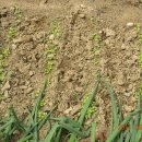 가덕농장 이미지