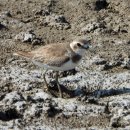 아산의 큰왕눈물떼새(Greater sand plover) 이미지