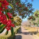 녹산산업대로 이미지