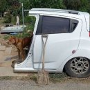 댕댕이집 이미지