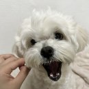 댕댕어썸 이미지