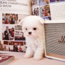 펫 탑 클래스 이미지