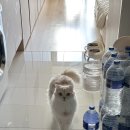 세이프짐 | 고양이 심장병 산소방 대여 or 구매? 세이프비 2년째 사용 후기