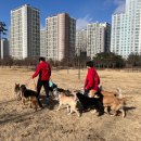 즐거운 애견 이미지