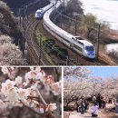 용소1길 80-1 ~ 용소1길 80-10일원 | 2025 광양 매화축제 정보 및 매화 개화시기 예상