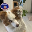 스타 반려견 교육센터 이미지