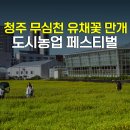 (주)영우자원 | 청주 도시농업 페스티벌 무심천 유채꽃 공원 갈만한곳