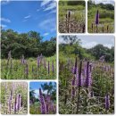 2025-가을학기 들꽃산책, 세 번쨰 이야기, 뜻밖의 여정 이미지