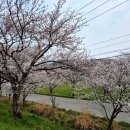 서익산농협웅포지점 | 익산 웅포 벚꽃 벚꽃동굴 드라이브 산책코스