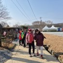 서산유기방 수선화축제 삼양목장 이미지