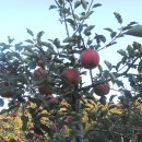 동박골농장 이미지