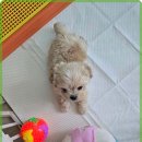 멍벤져스 | 인천 멍벤져스 강아지 분양 후기, 편안한 선택과 서비스 경험