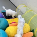 대구애견호텔 애견유치원 모여라솜뭉치 본점 이미지