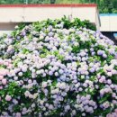 명사해수욕장 주차장 이미지