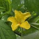 도리1리 이미지