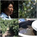 용흥농장 이미지