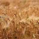 홀그레인호밀농장 이미지