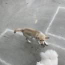 그녀의펫살롱 이미지