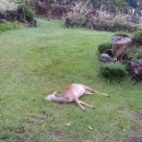 노루마당 이미지