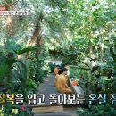 벤자민정원 이미지
