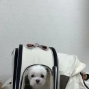 강아지집 이미지