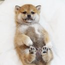 예쁘다 개 이미지