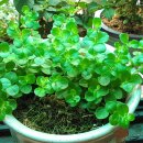 페페로미아 이미지