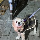 강아지고양이편의점하계점