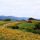 해바라기 - 창원시 마산합포구 아구찜길 40 | 해바라기