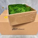 자연가습 이끼 테라리엄 | 프리저브드 이끼 팔팔 플라워 그린 컬러로 작업해본 솔직 후기
