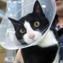 군포굿닥터동물병원 이미지