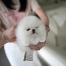 화이트포메라니안 이미지