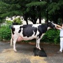 영천목장 이미지