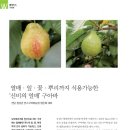 빈스구아바농장