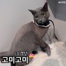 착한 고양이 | 부산 고양이 미용 러시안블루 준이 고미고미 화명점 후기