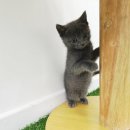 강아지와고양이 이미지