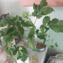 삼용농장 이미지