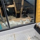 부산 영도 흰여울문화마을 카페 더레이지캣(the Lazycat) 제멋대로 탐방
