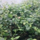 강산농장 이미지