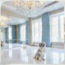 영월축산 | 영월 웰시코기분양 지역 정보로 완성한 나만의 선택 기준