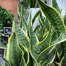 네일카리아 이미지